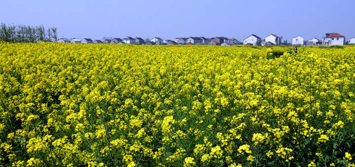 濕地旅游規劃公司:陽(yáng)澄湖油菜花