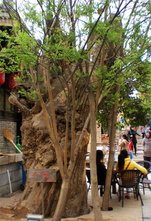 袁家村旅游規劃選擇造型奇特的樹(shù)種