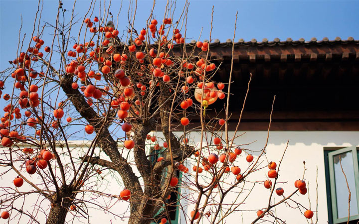袁家村旅游規劃中多采用柿子樹(shù)作為景觀(guān)植物