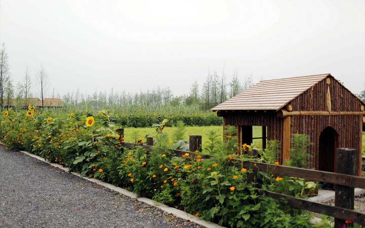 鄉村旅游規劃公司:田園東方旅游規劃形成成片的花海