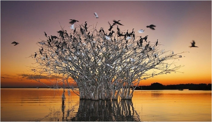濕地鳥(niǎo)差旅游規劃效果圖